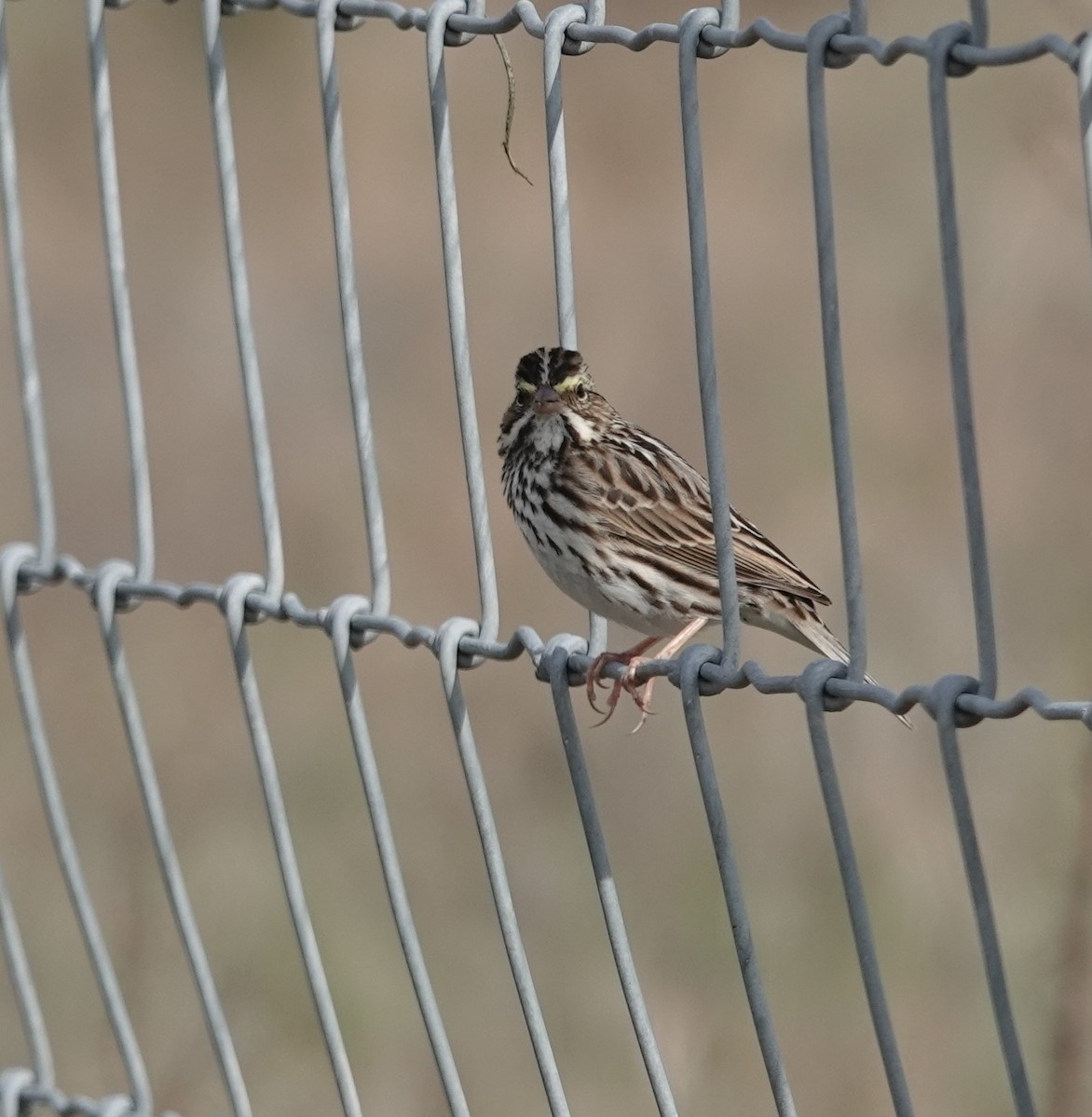 Savannah Sparrow - ML613388863