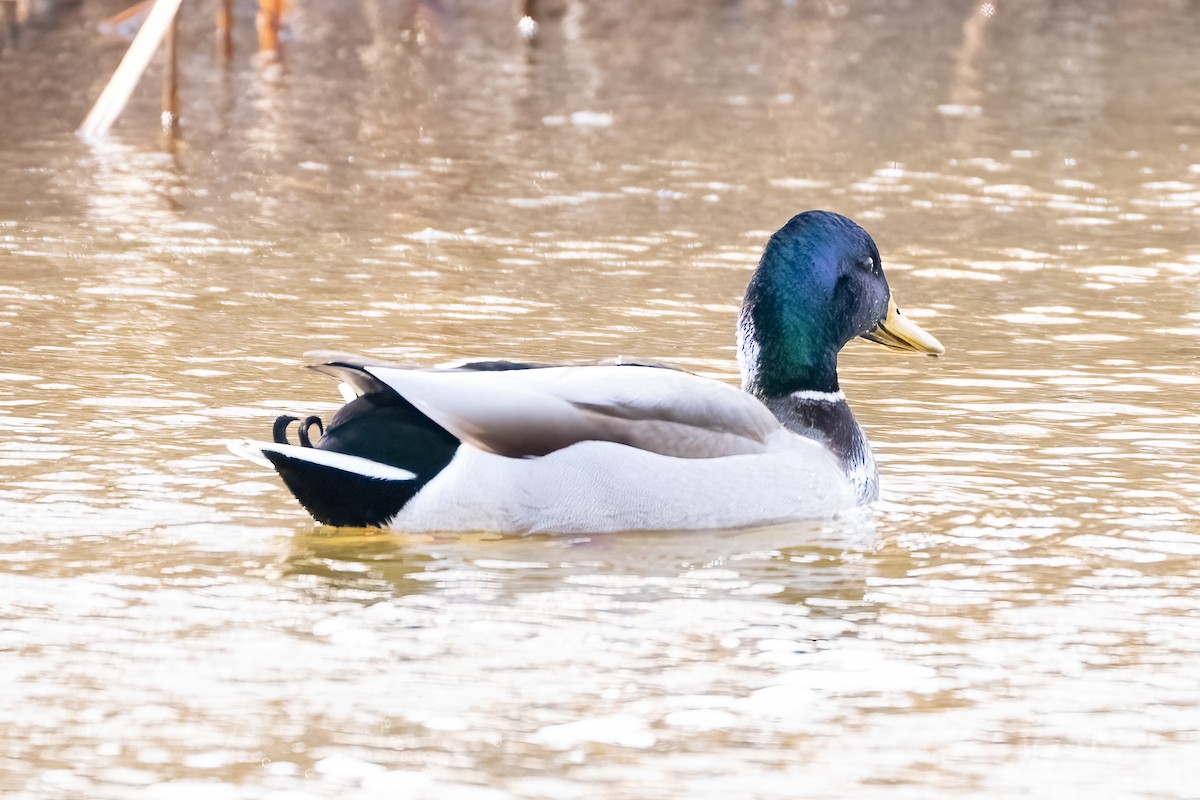 Mallard - ML613388897