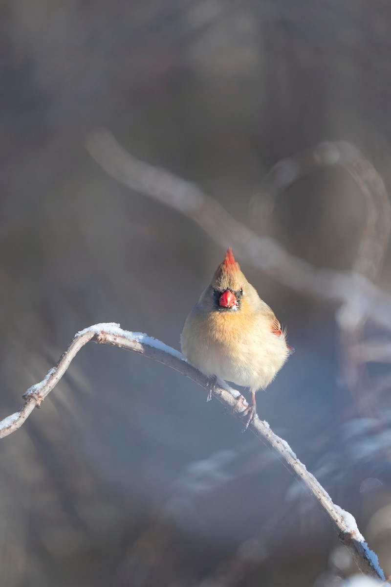 Cardinal rouge - ML613388908