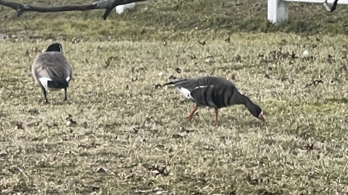 Greater White-fronted Goose - ML613388909