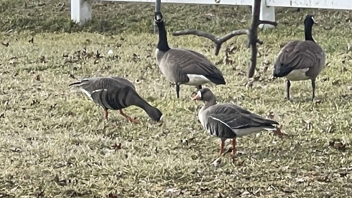 Greater White-fronted Goose - ML613388910