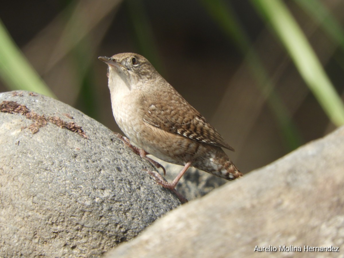 House Wren - Aurelio Molina Hernández