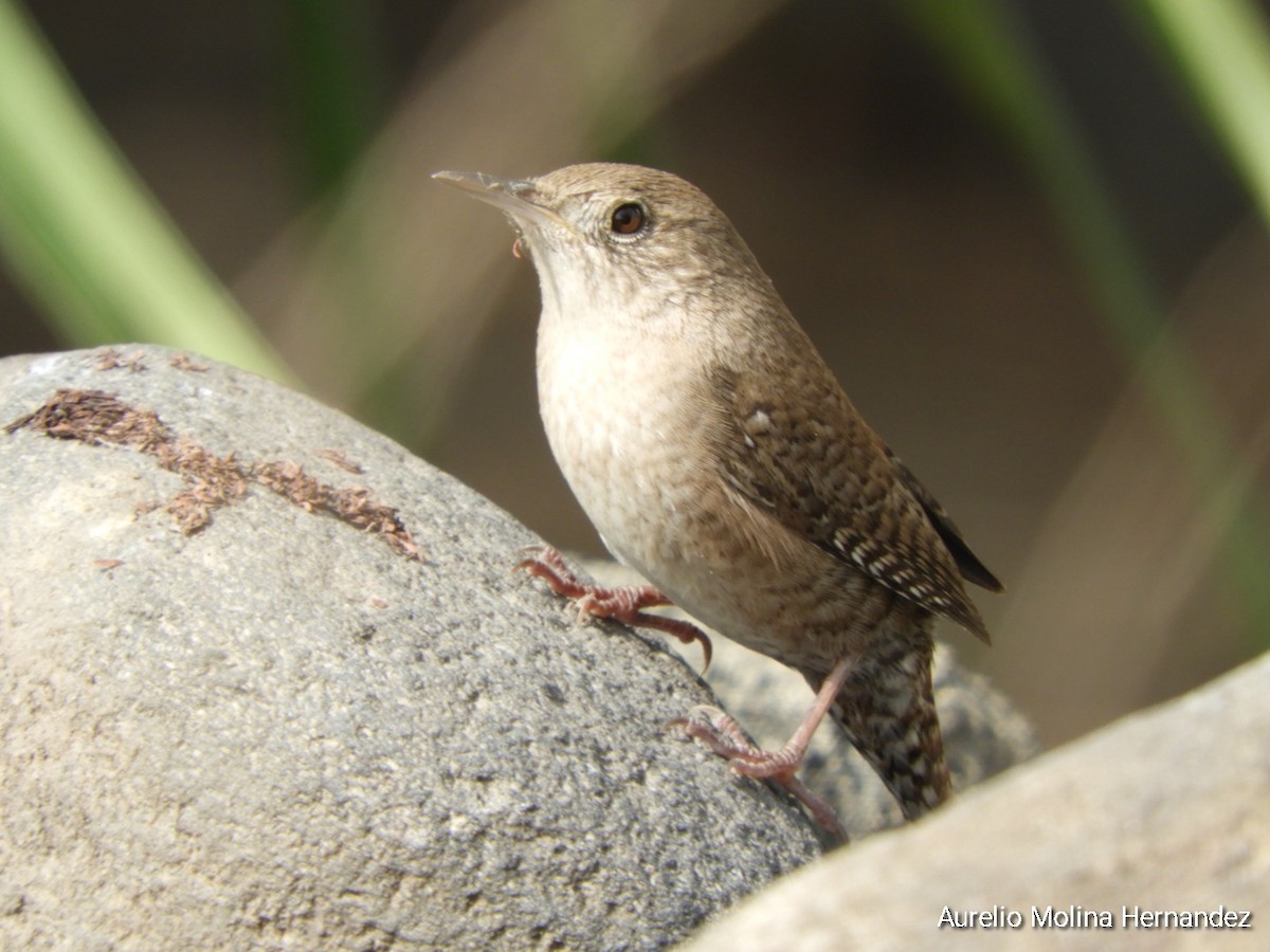 House Wren - Aurelio Molina Hernández