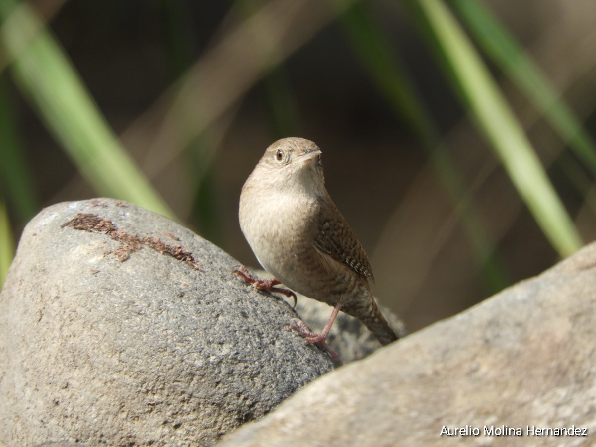 House Wren - Aurelio Molina Hernández