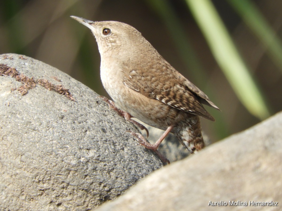 House Wren - Aurelio Molina Hernández