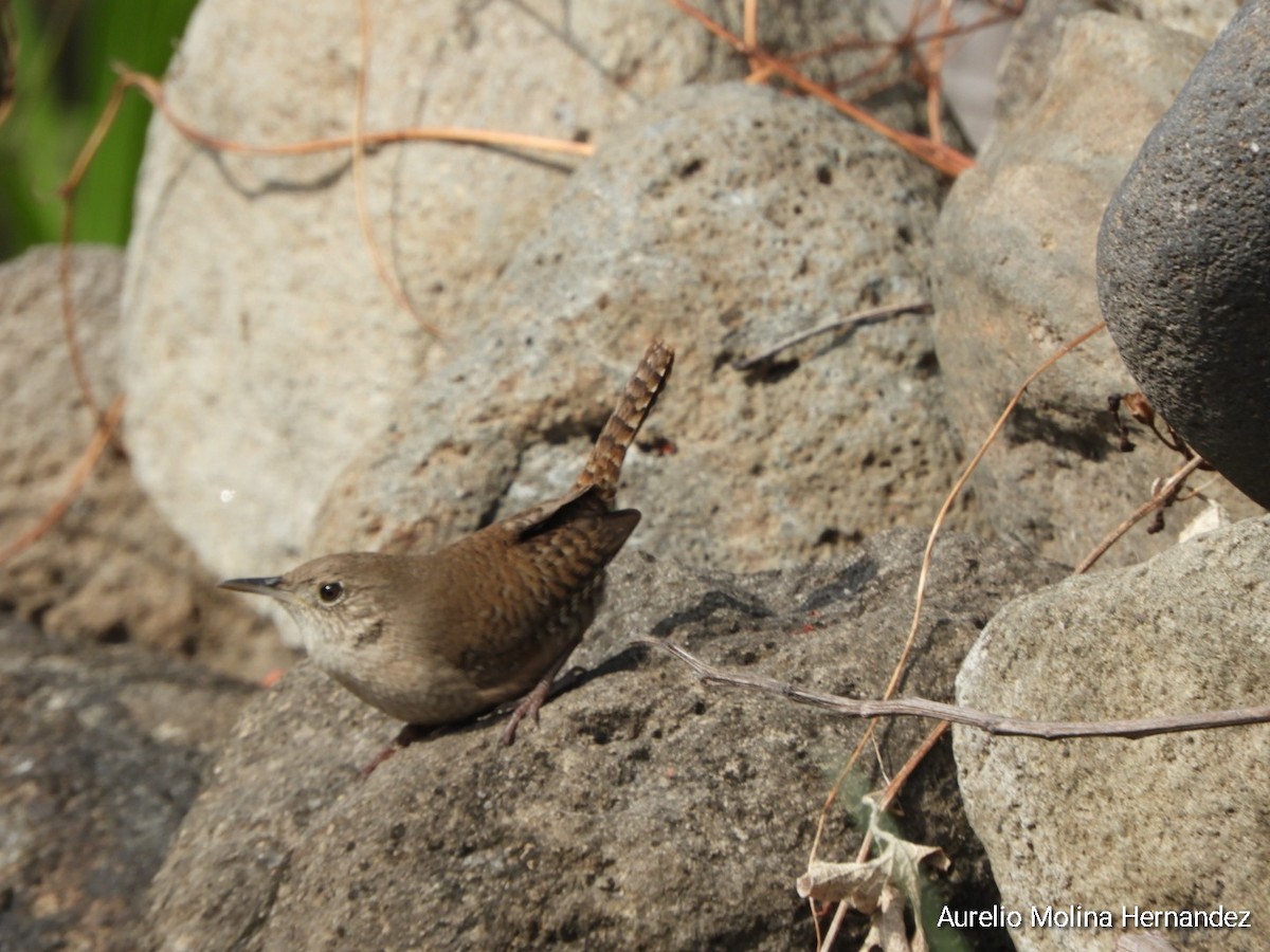 House Wren - Aurelio Molina Hernández