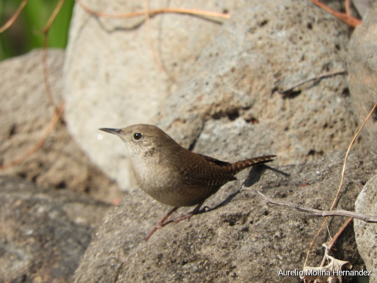 House Wren - Aurelio Molina Hernández