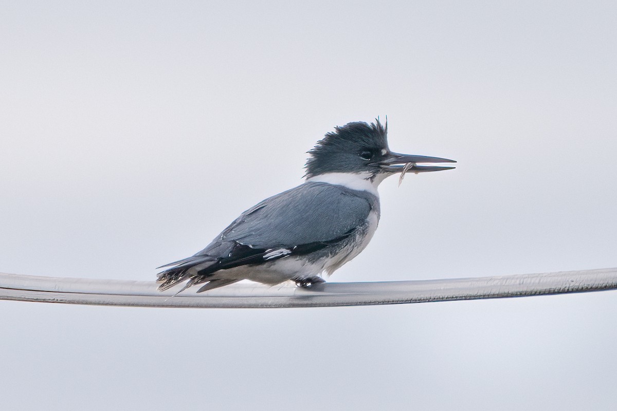 Martin-pêcheur d'Amérique - ML613388944