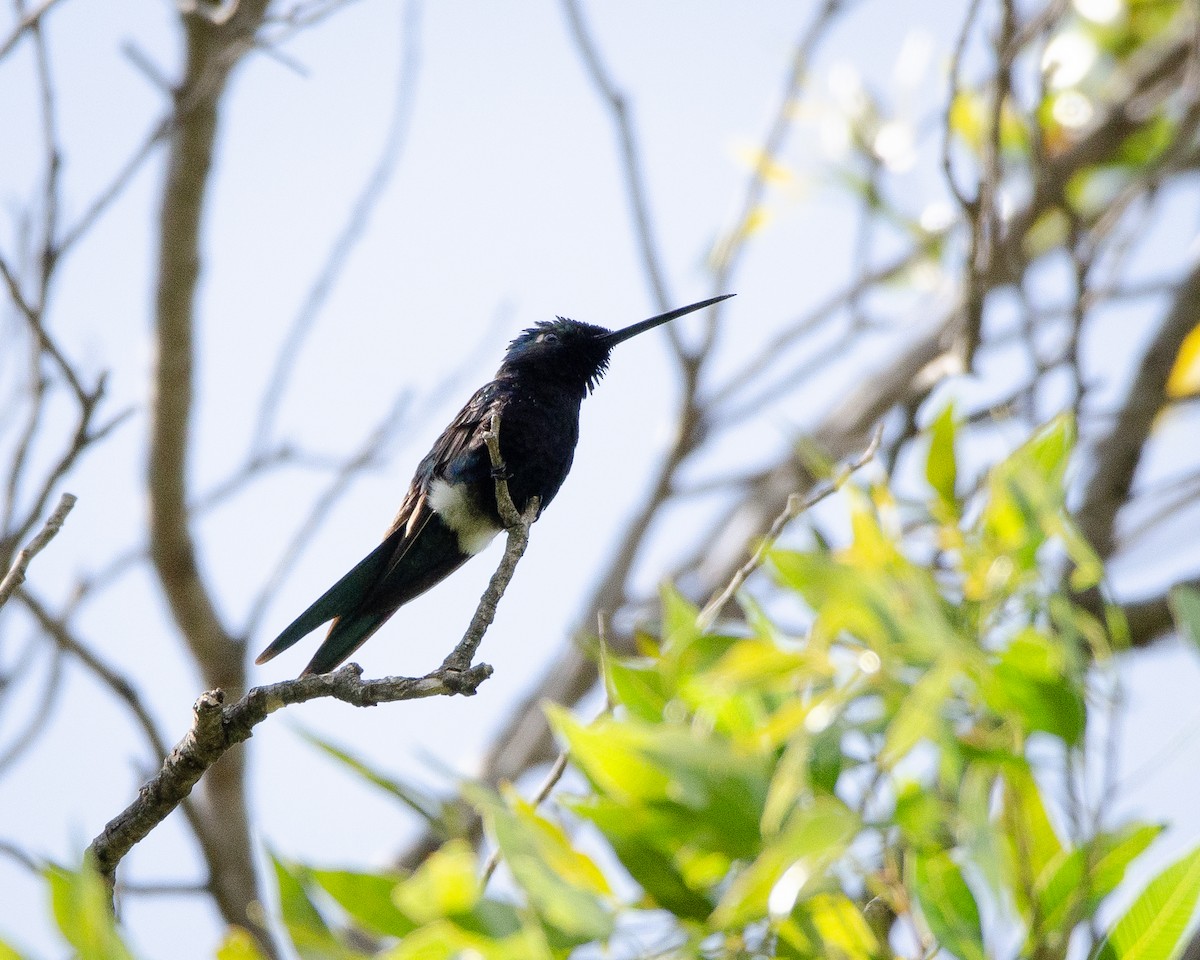 Blue-tufted Starthroat - ML613389120