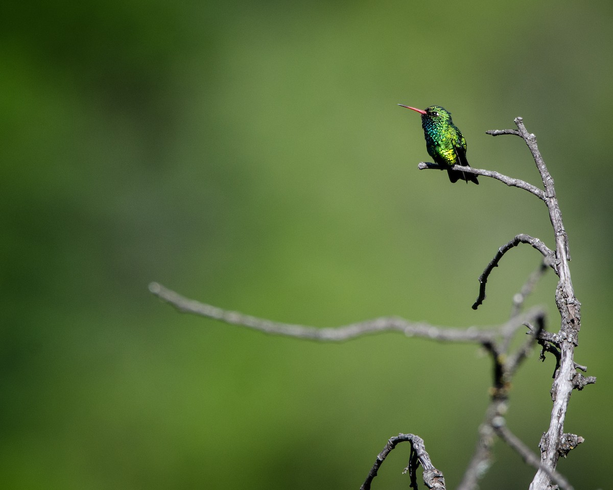 Glittering-bellied Emerald - Ignacio Zapata