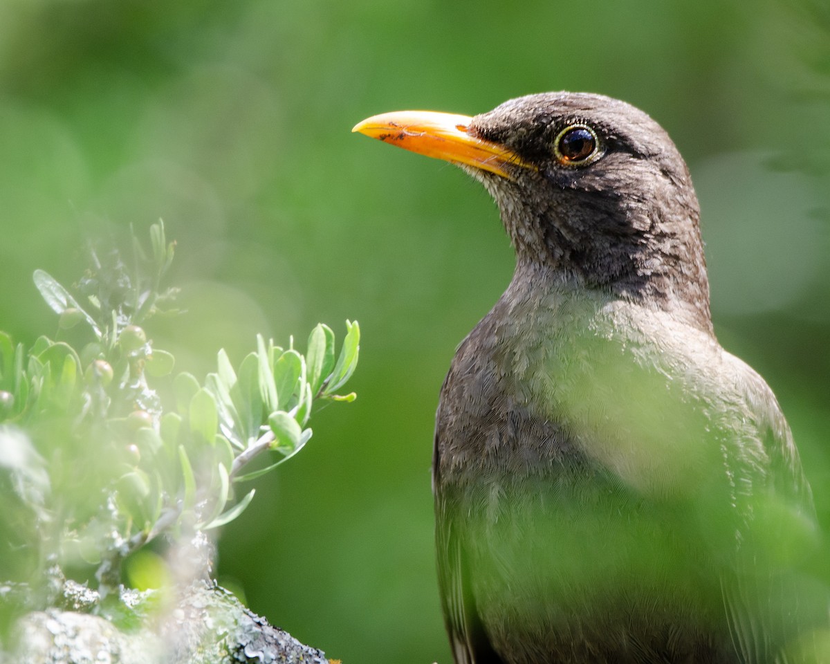 Chiguanco Thrush - ML613389128