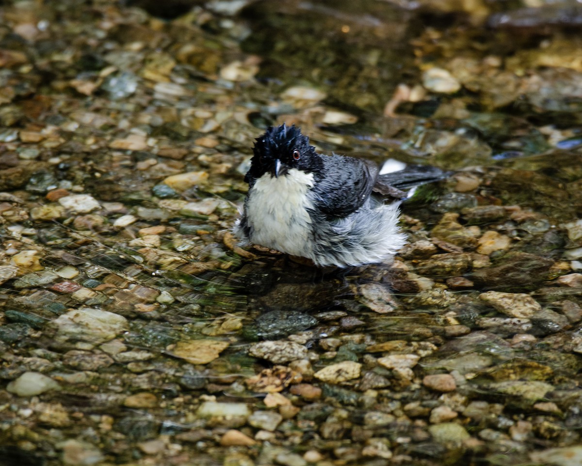 Black-capped Warbling Finch - Ignacio Zapata