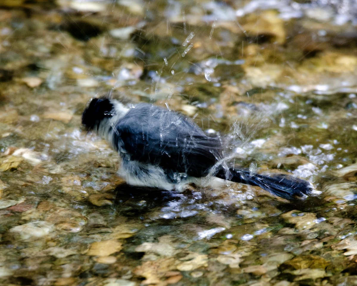 Black-capped Warbling Finch - ML613389143