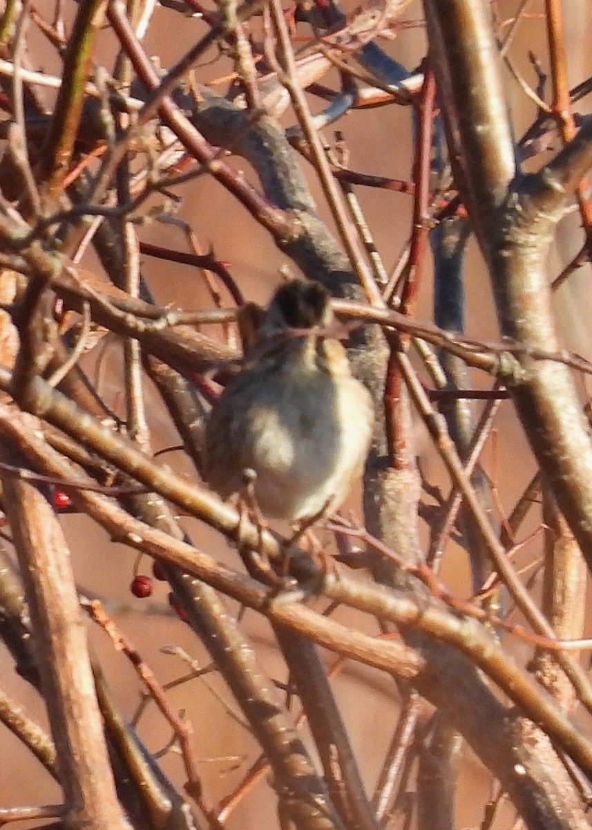 Swamp Sparrow - ML613389162