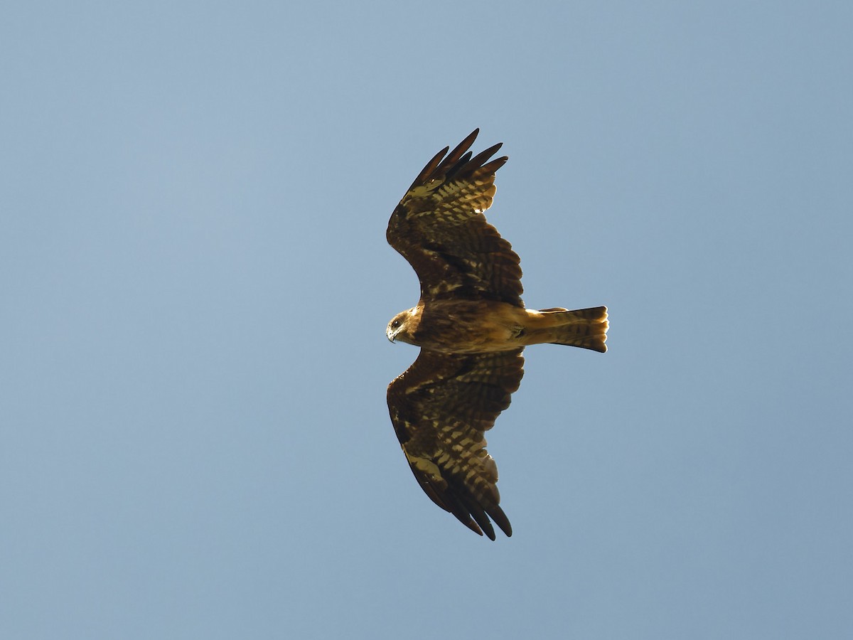 Black Kite - ML613389218