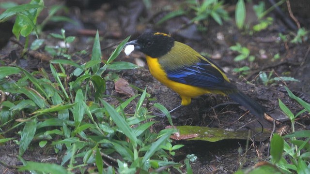 Black-chinned Mountain Tanager - ML613389361