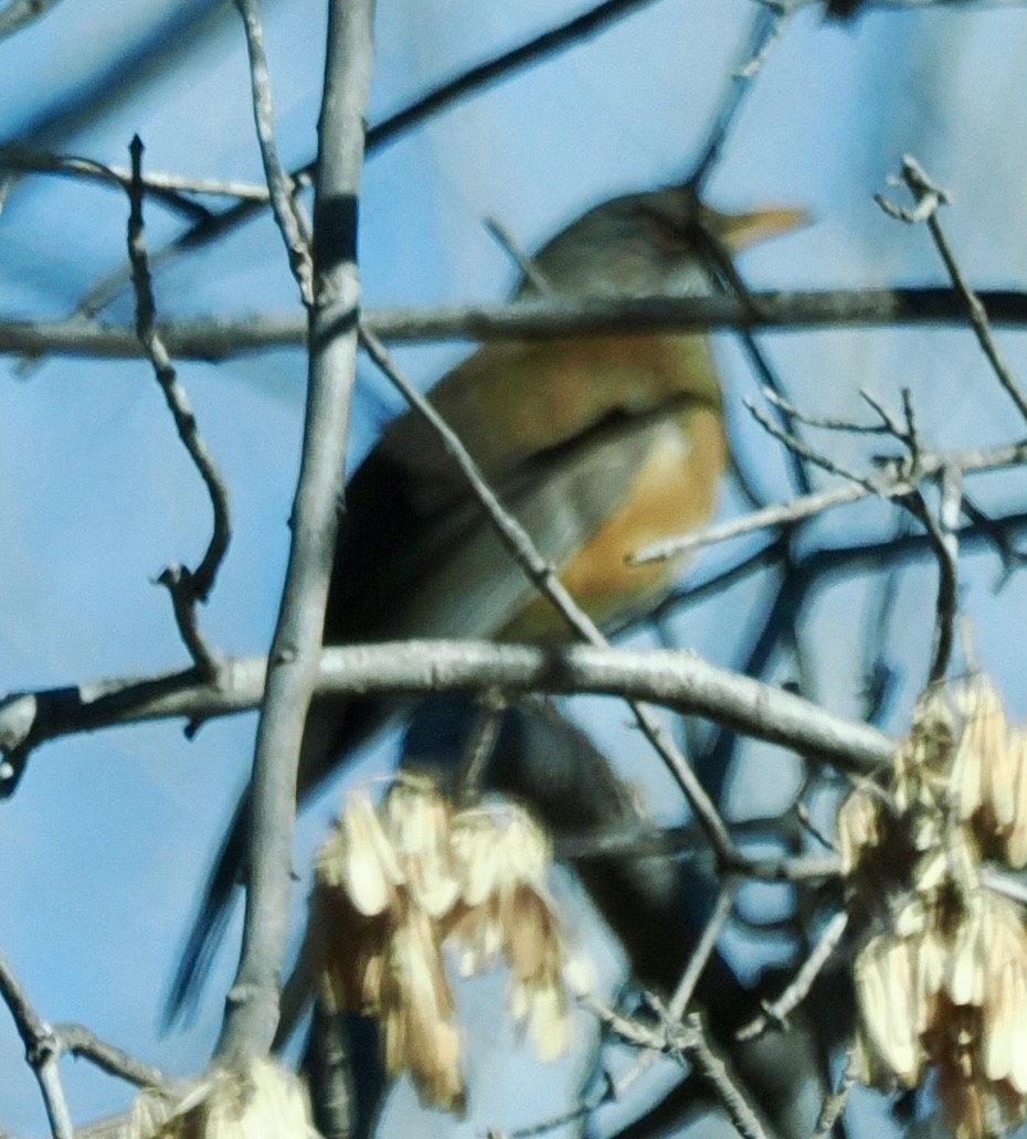 Rufous-backed Robin - ML613389426