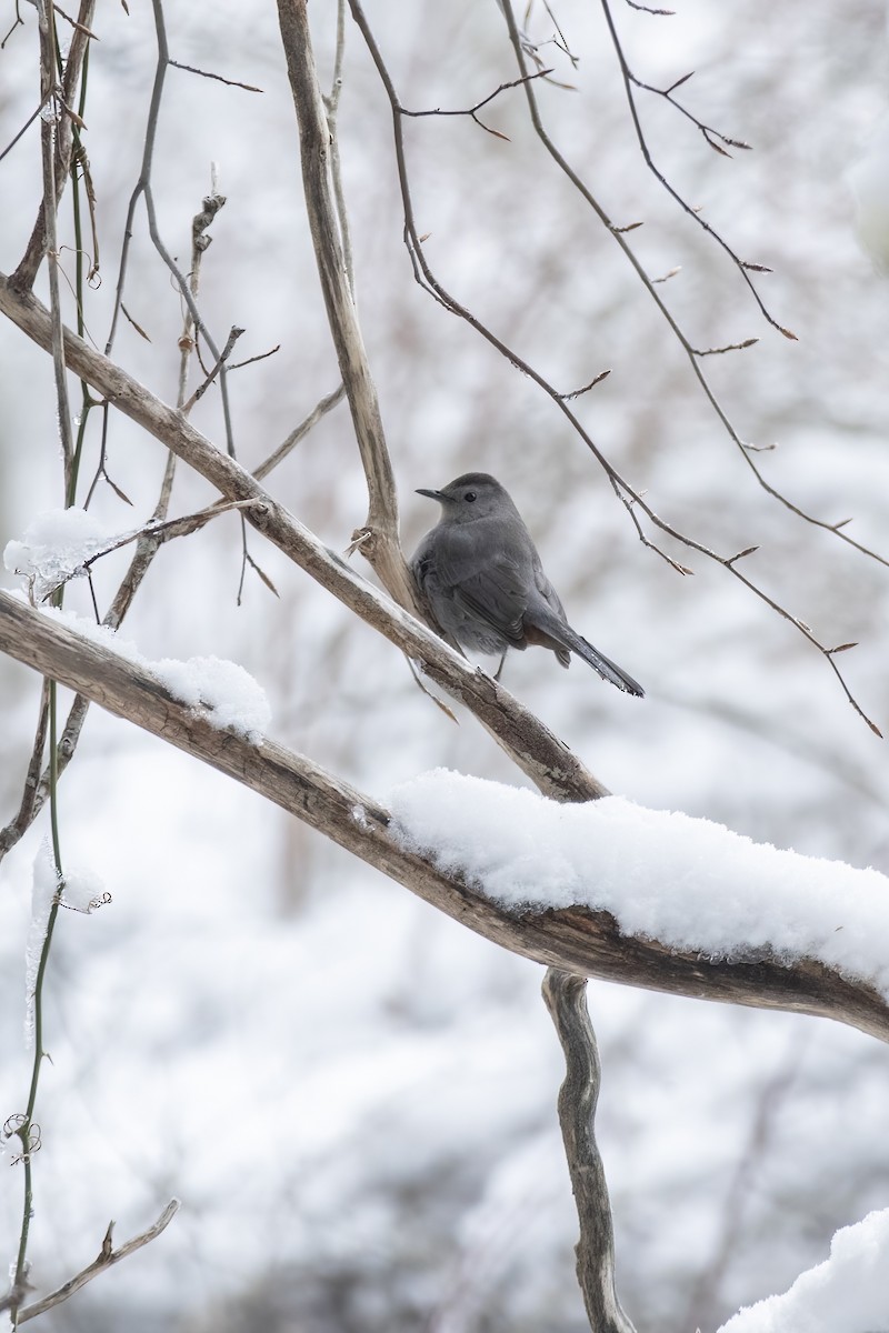 Gray Catbird - ML613389460