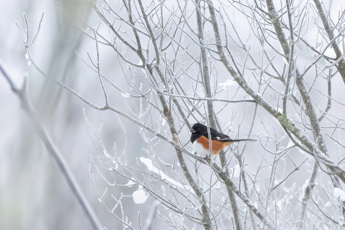 Eastern Towhee - ML613389468