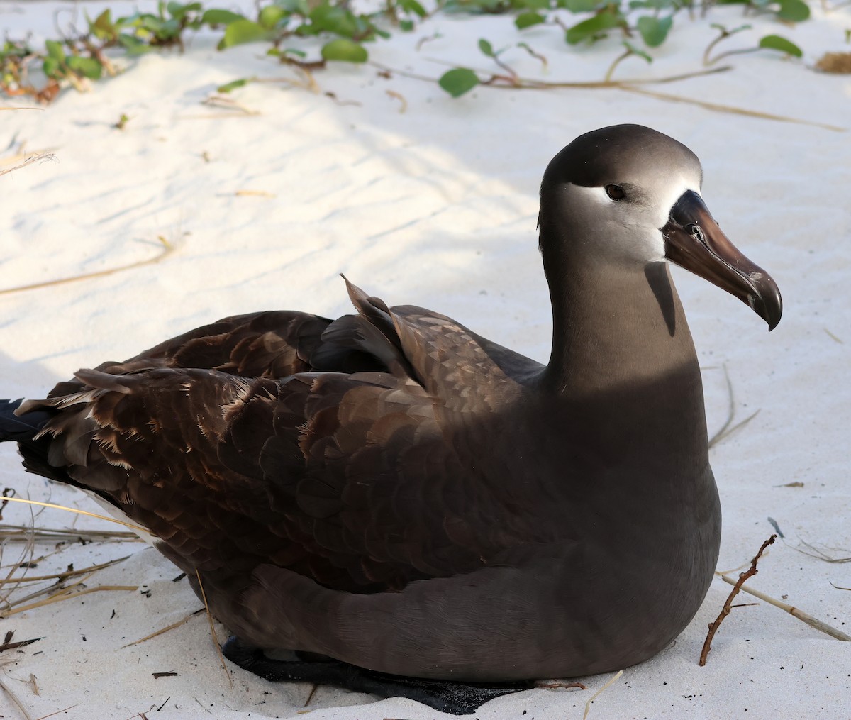 Albatros à pieds noirs - ML613389528