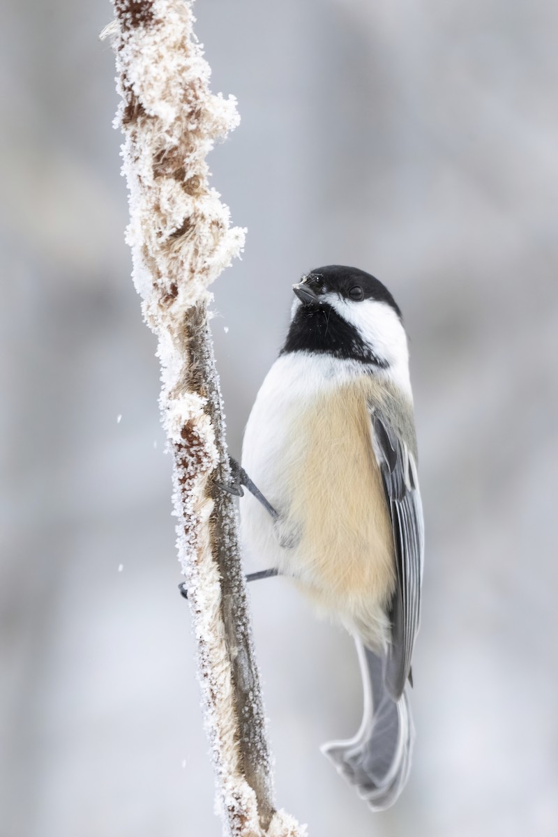 Mésange à tête noire - ML613389661