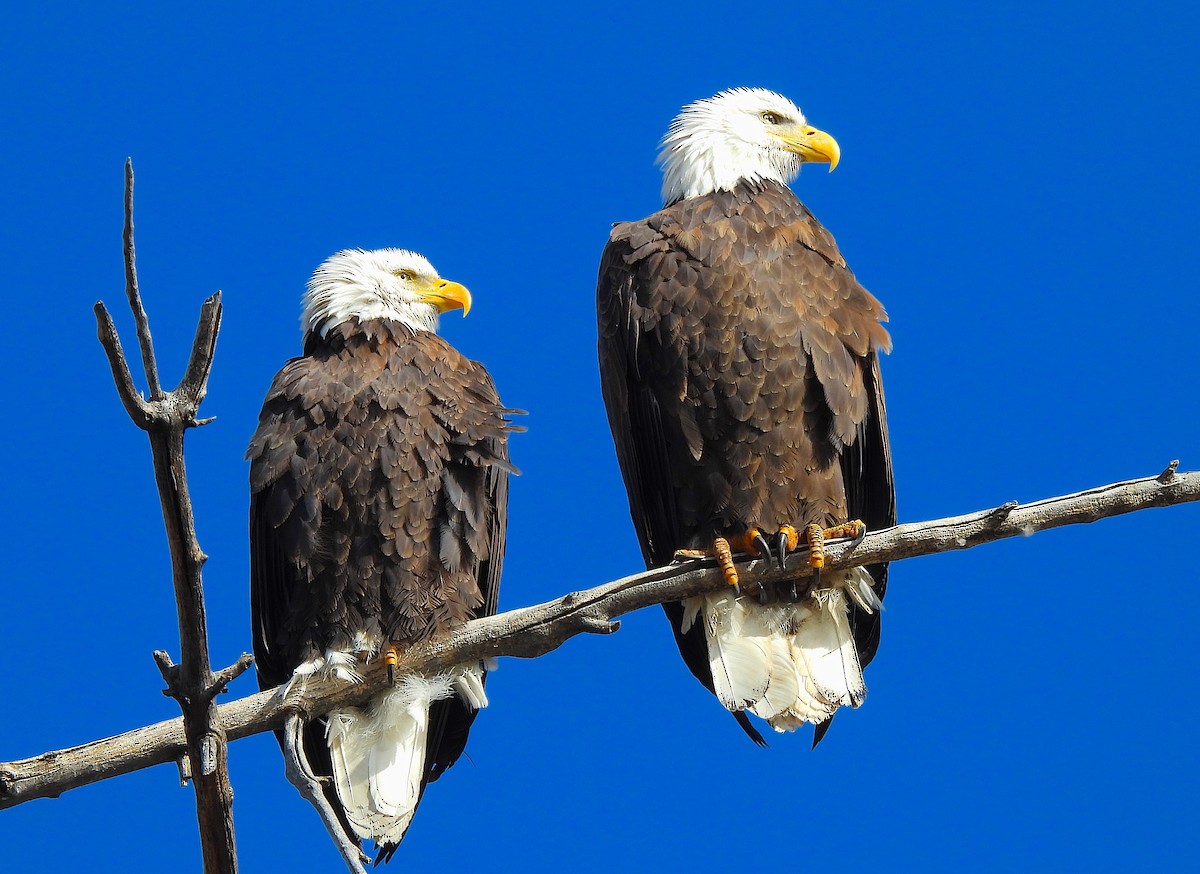 Weißkopf-Seeadler - ML613389777