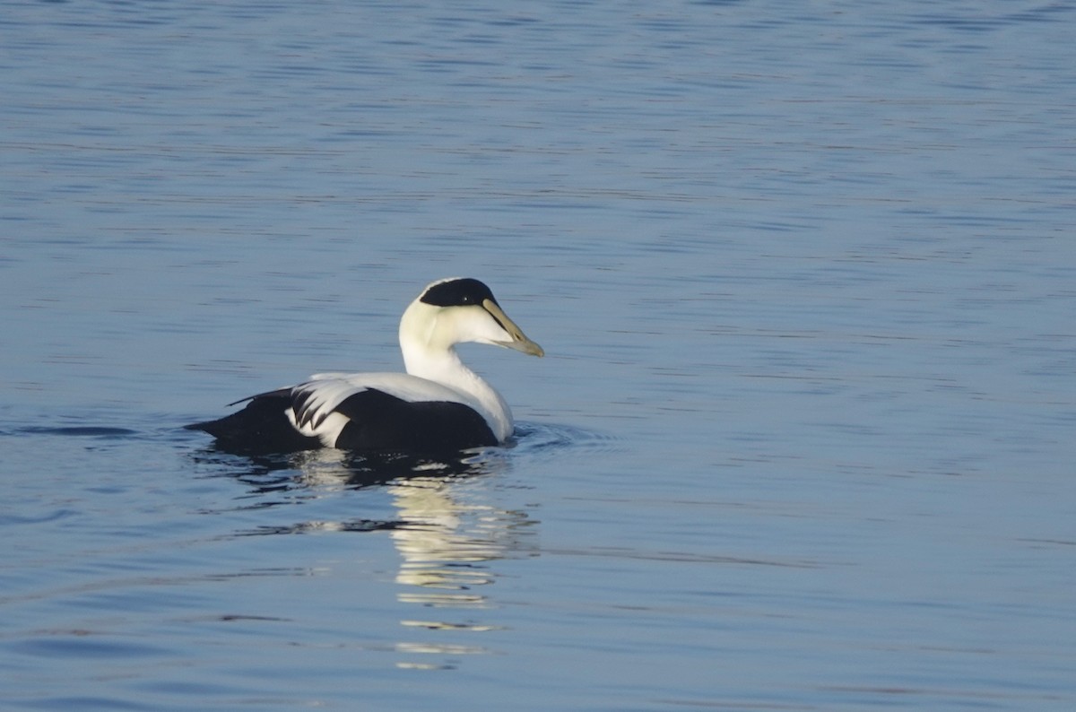 Common Eider - ML613389812