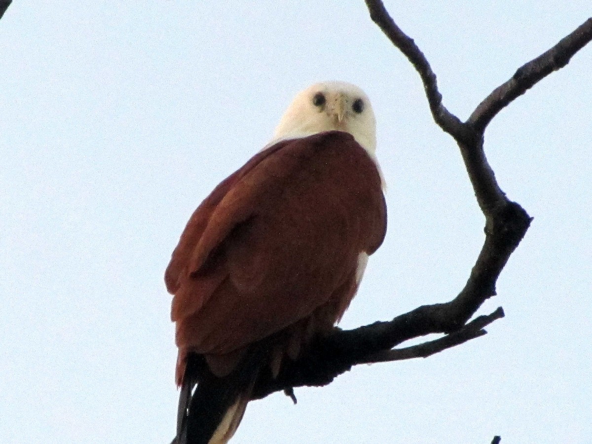 Brahminy Kite - ML613389980