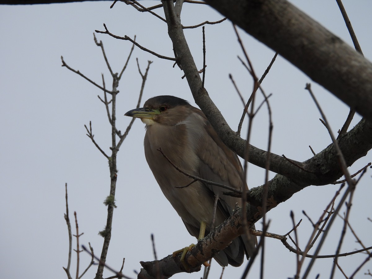 Black-crowned Night Heron - ML613390157