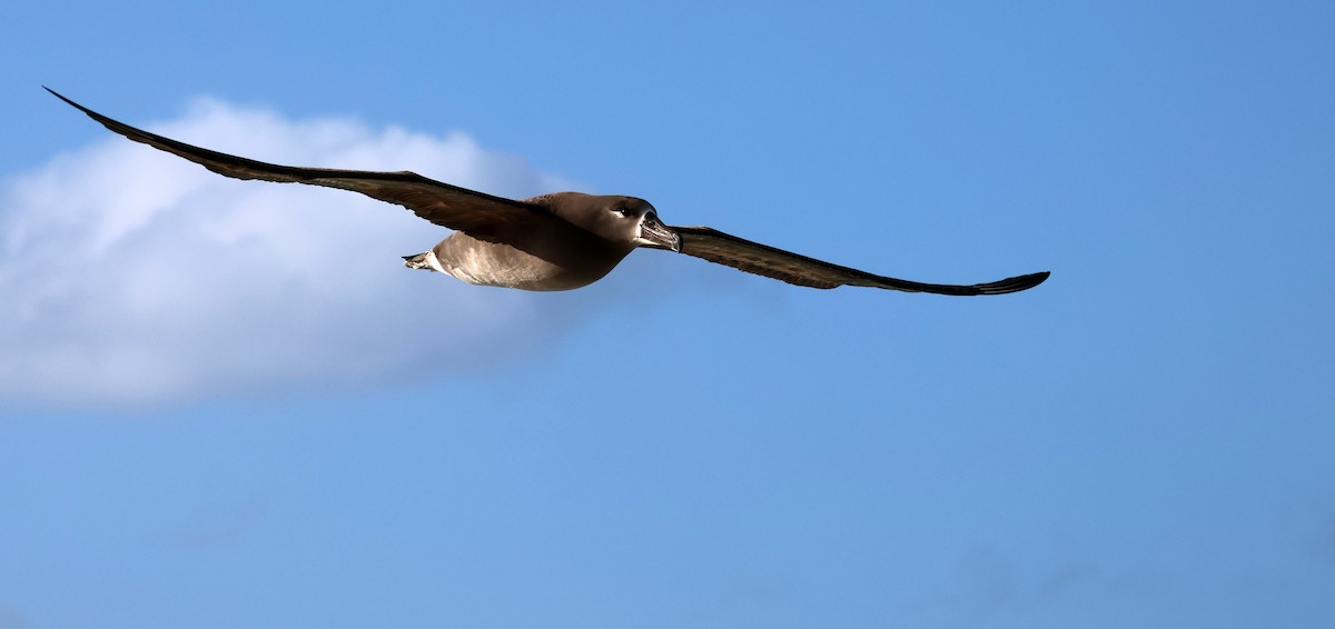 albatros černonohý - ML613390162