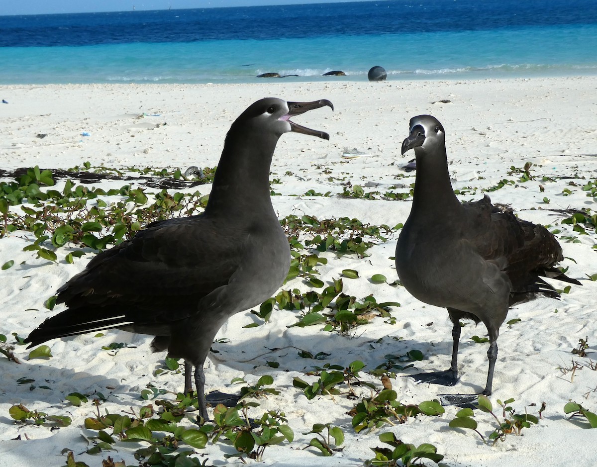 Albatros à pieds noirs - ML613390196