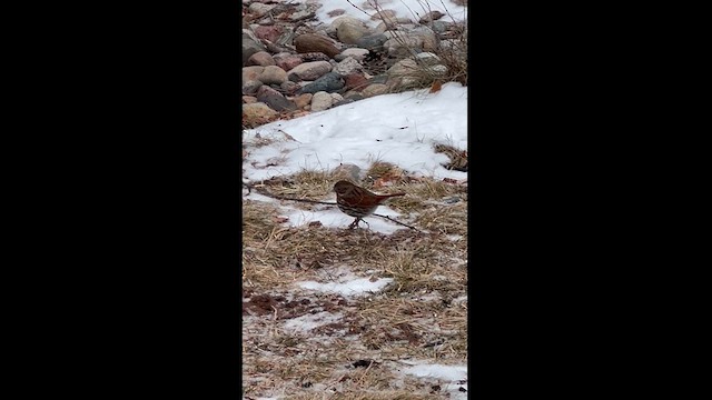 Fox Sparrow (Red) - ML613390262