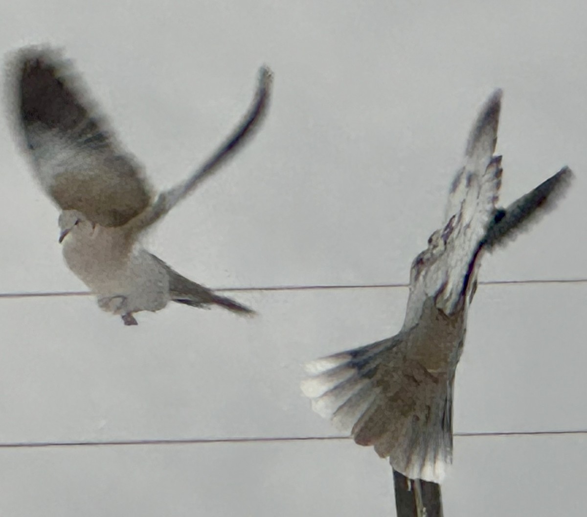 Eurasian Collared-Dove - Gak Stonn