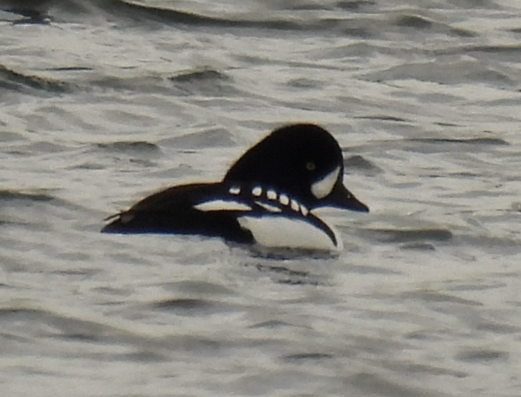 Barrow's Goldeneye - ML613390309