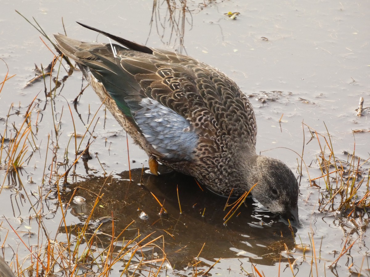 Blue-winged Teal - ML613390366