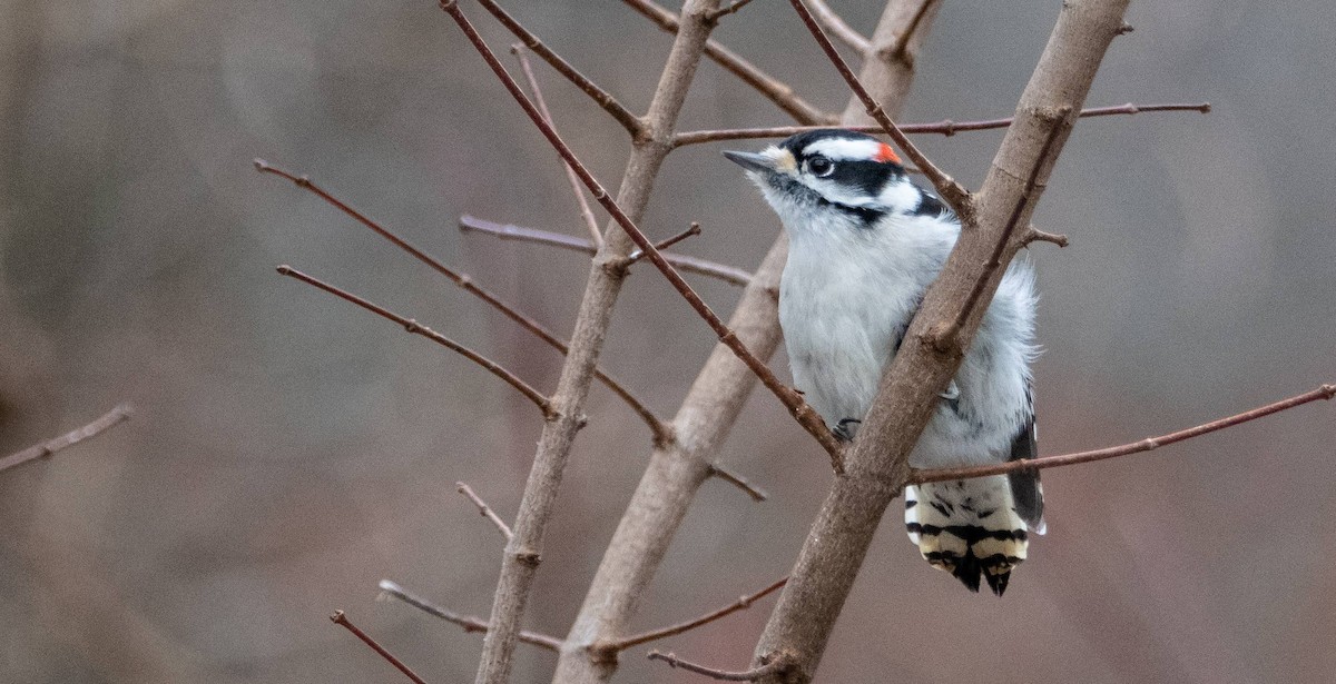 Downy Woodpecker - ML613390392