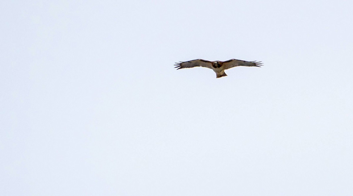 Red-tailed Hawk - Matt M.