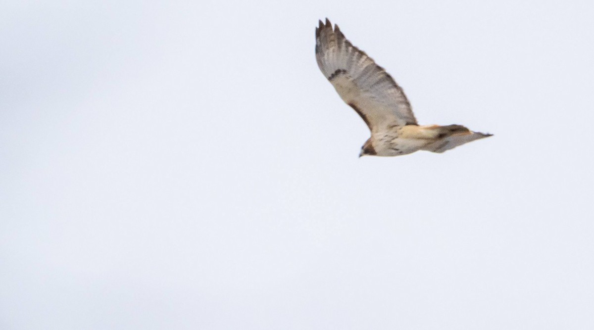 Red-tailed Hawk - Matt M.