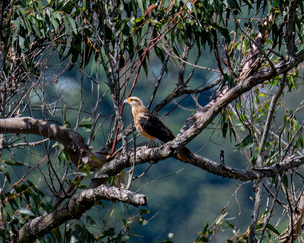 Yellow-headed Caracara - ML613390438