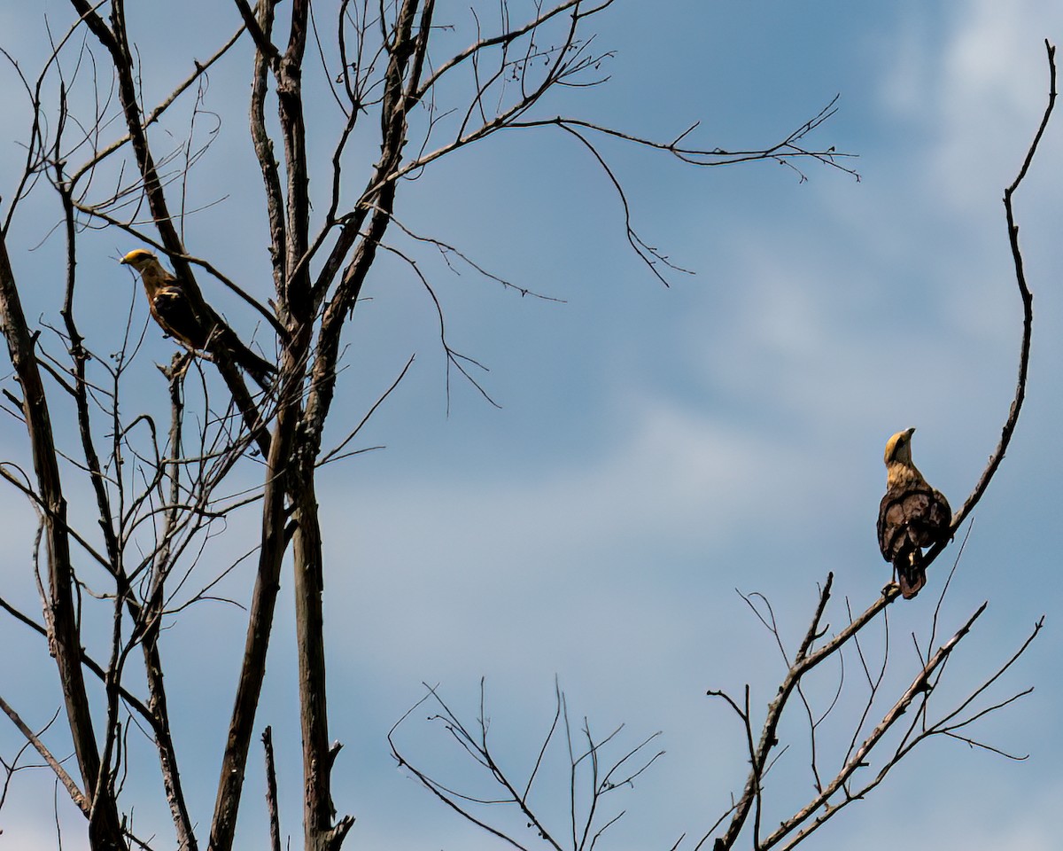 Yellow-headed Caracara - ML613390439