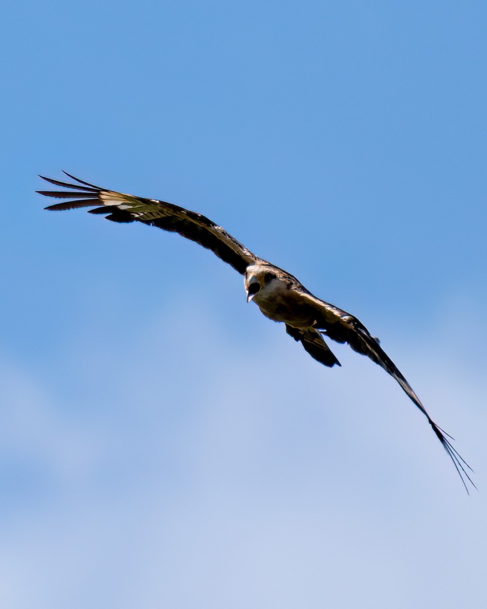 Yellow-headed Caracara - ML613390443