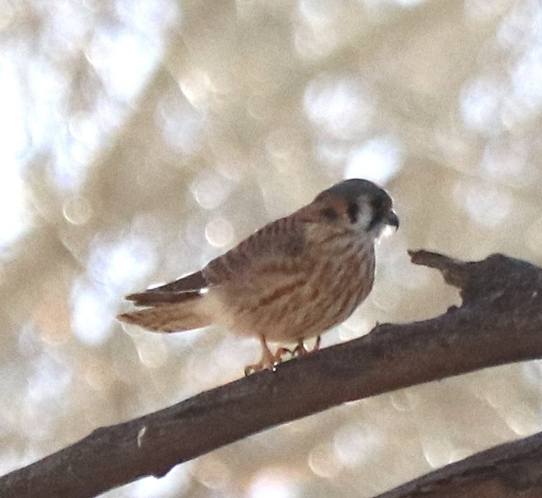 American Kestrel - ML613390489