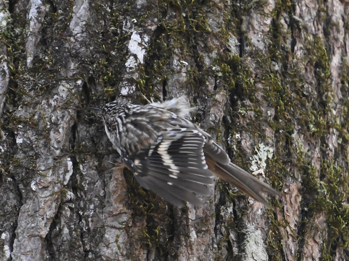 Brown Creeper - ML613390494