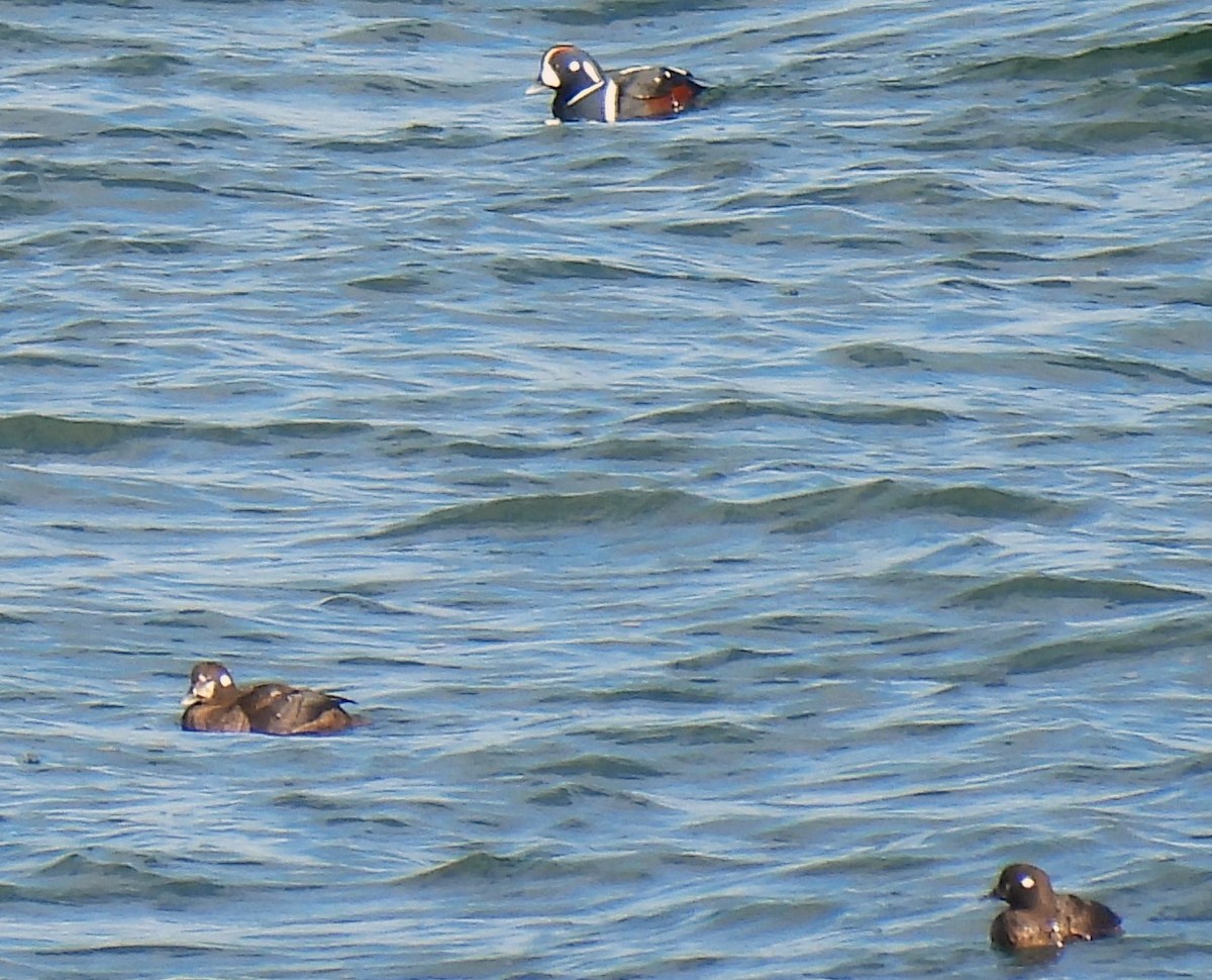 Harlequin Duck - Carol Baird Molander