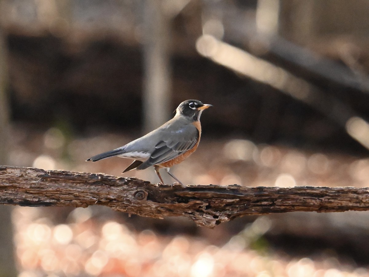 American Robin - ML613390530