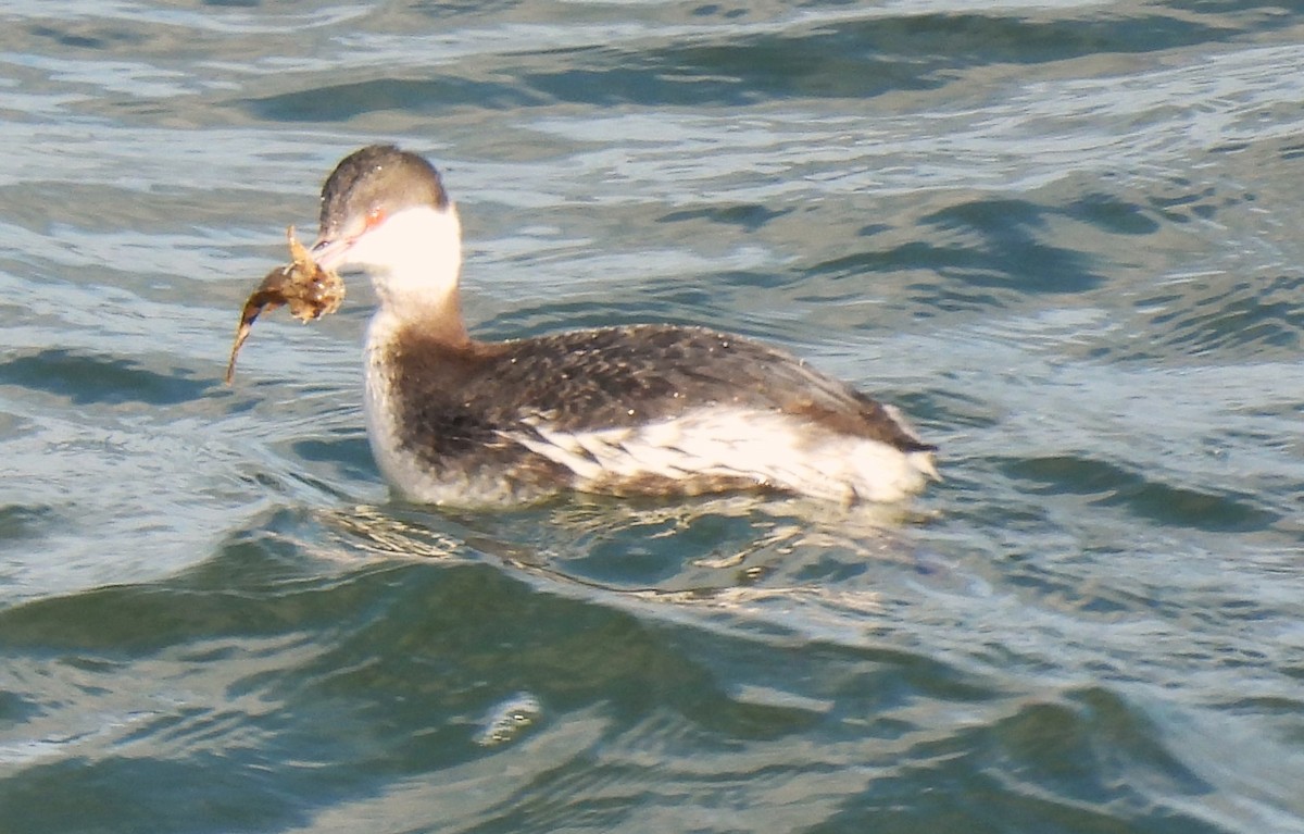 Horned Grebe - Carol Baird Molander