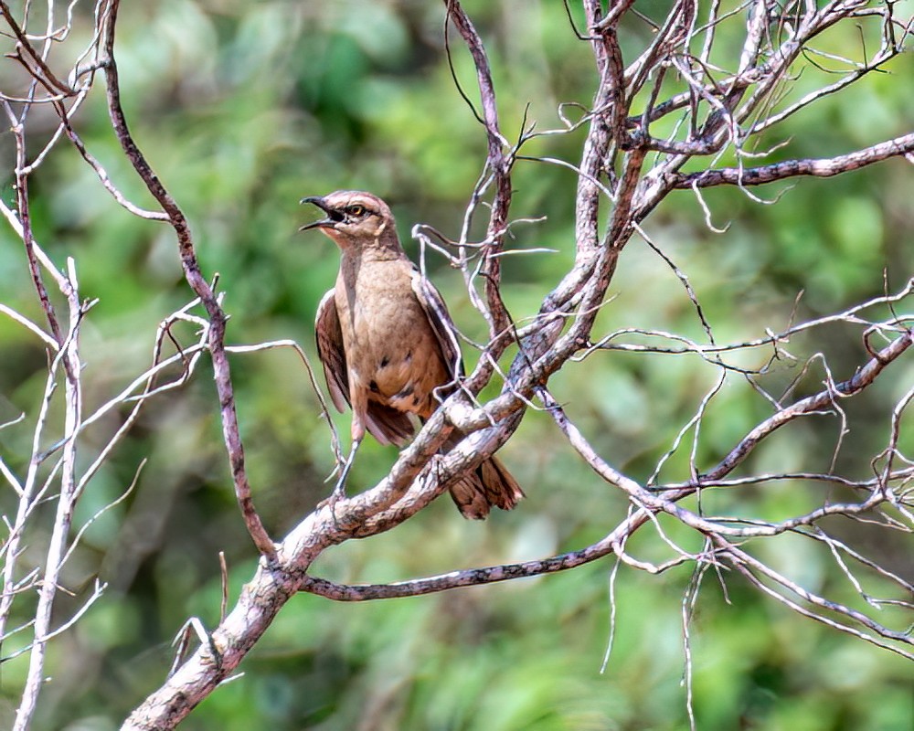 Chalk-browed Mockingbird - ML613390558