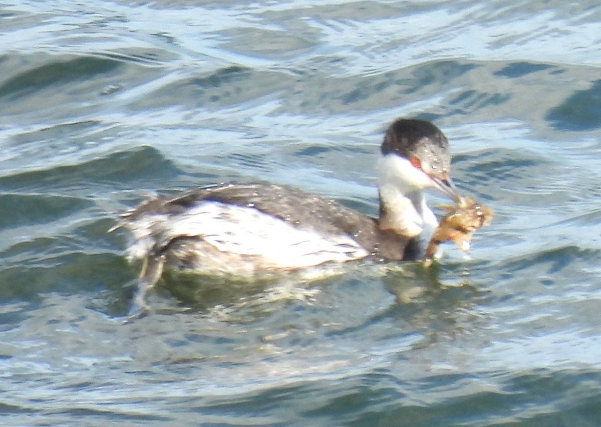 Horned Grebe - Carol Baird Molander