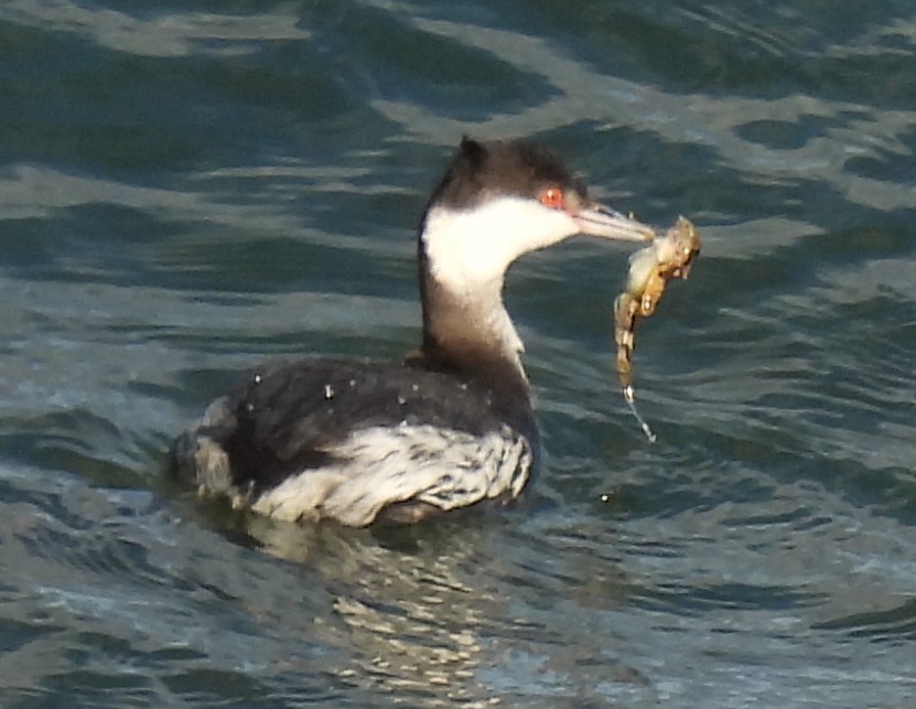 Horned Grebe - Carol Baird Molander