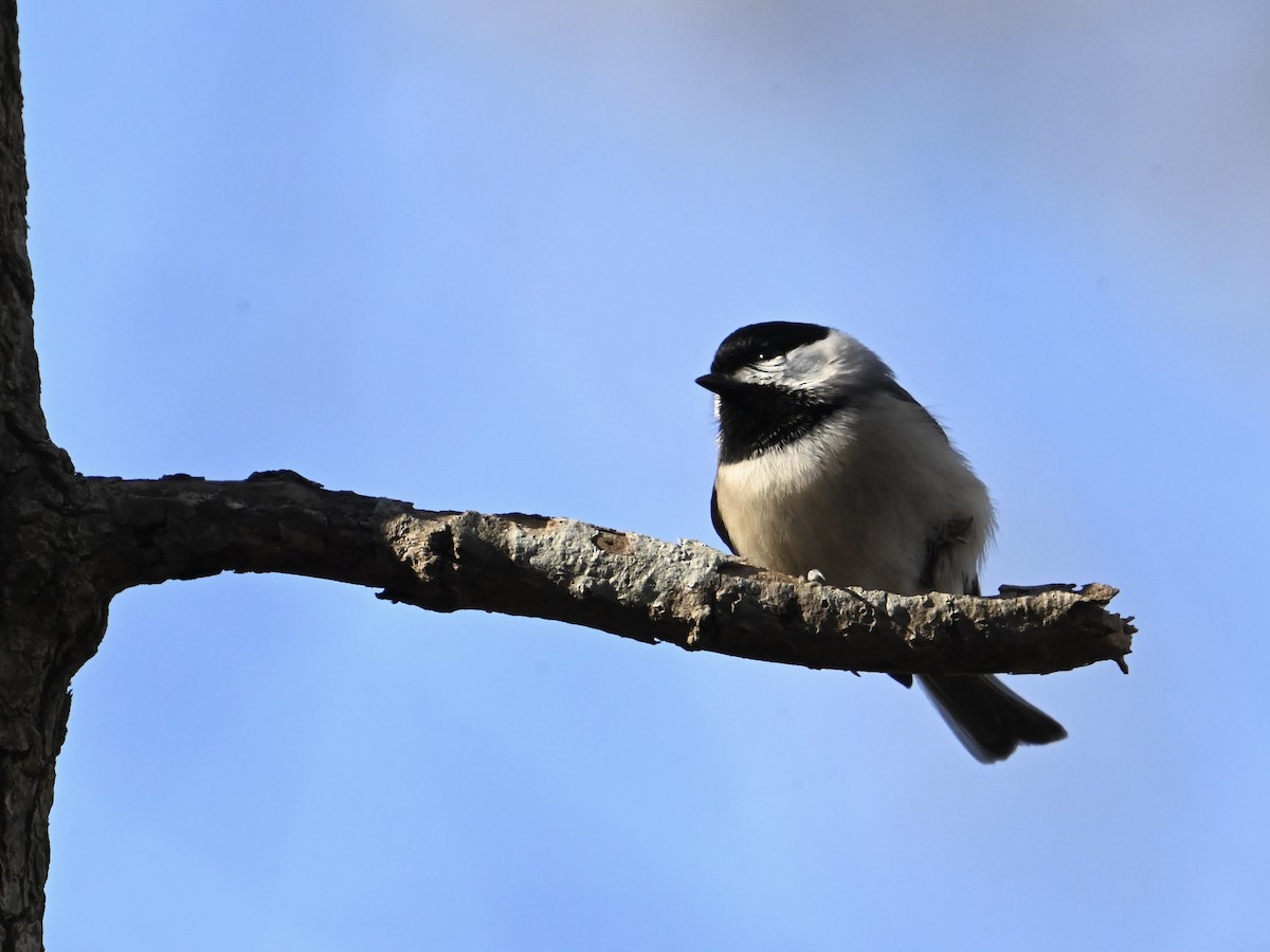 Carolina Chickadee - ML613390581